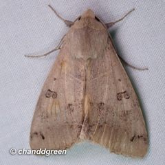 Ophiusa triphaenoides