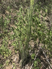 Praecereus euchlorus diffusus