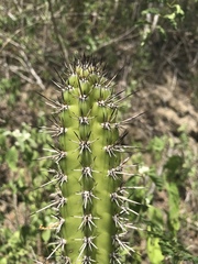 Praecereus euchlorus diffusus