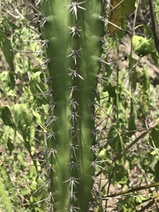 Praecereus euchlorus diffusus