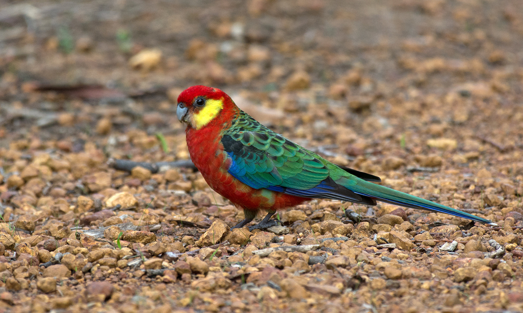 Western Rosella photo