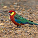 澳西玫瑰鸚鵡 - Photo (c) wacrakey，保留部份權利CC BY-NC