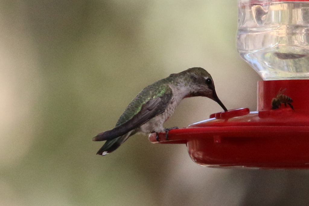 Anna's Hummingbird from Big Morongo Canyon Preserve, East Drive