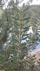 Acacia decora