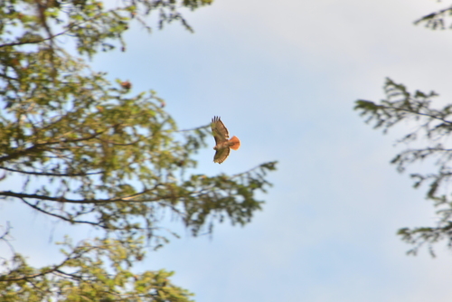 Red-tailed Hawk