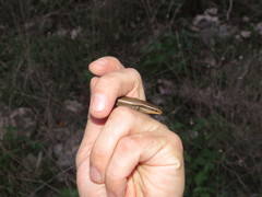 Plestiodon tetragrammus brevilineatus