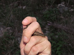Plestiodon tetragrammus brevilineatus