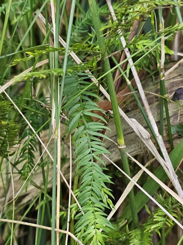 Climbing asparagus from Selby VIC 3159, Australia on September 22, 2023 at 0301 PM by