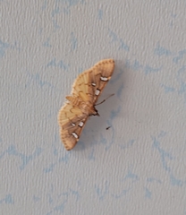 Cotachena