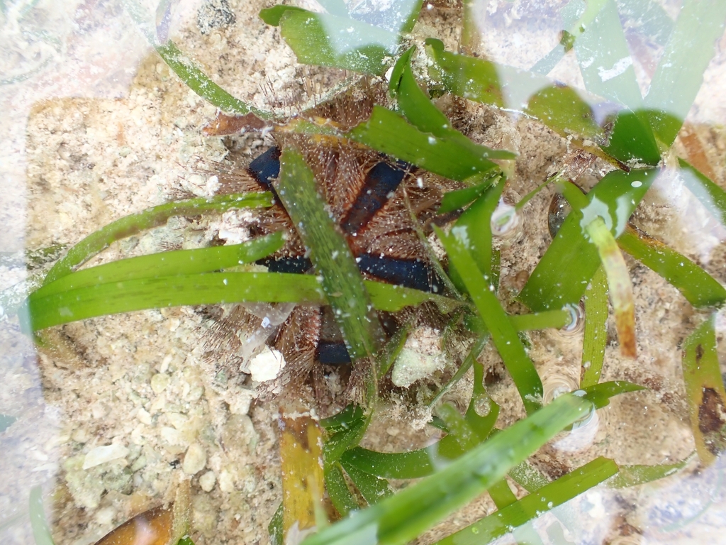 Mespilia globulus