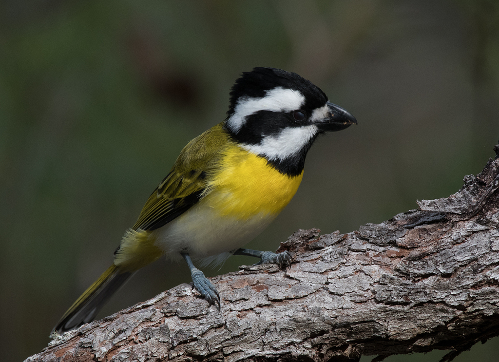 Western Shrike-tit photo