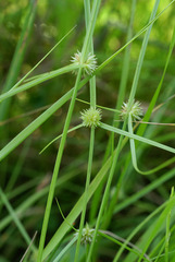 Cyperus brevifolioides