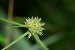 Cyperus brevifolioides