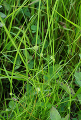 Cyperus brevifolioides