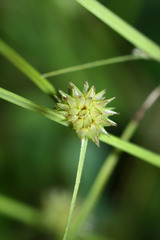 Cyperus brevifolioides
