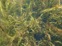 Potamogeton ochreatus