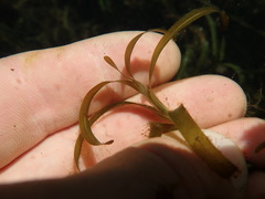 Potamogeton ochreatus