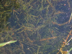 Potamogeton ochreatus