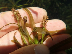 Potamogeton ochreatus