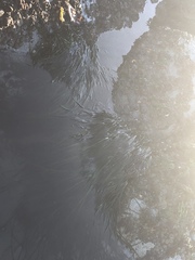 Phyllospadix scouleri