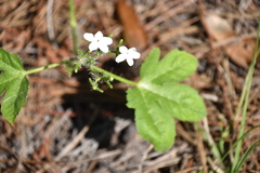 Cnidoscolus stimulosus image
