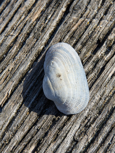 Barbatia pistachia