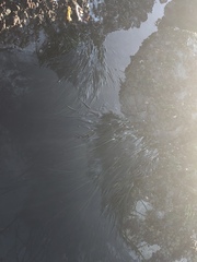 Phyllospadix scouleri