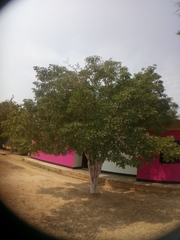 Magnoliopsida