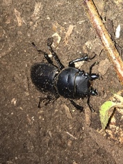 Apterodorcus bacchus