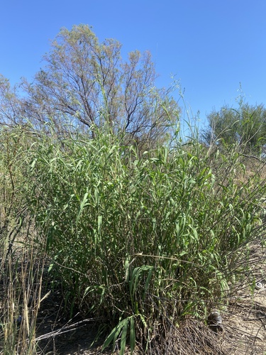 Janochloa antidotalis