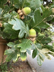 Oregon oak