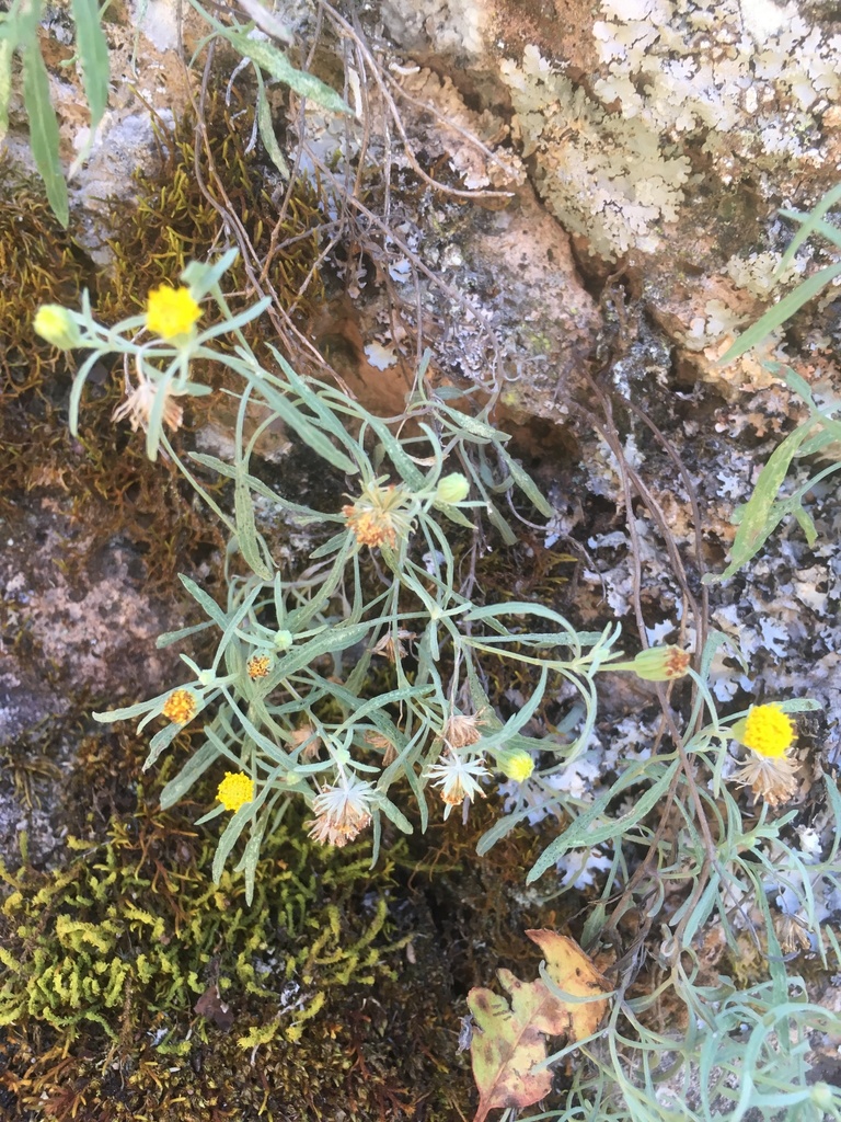 Galinsogeopsis glaucescens
