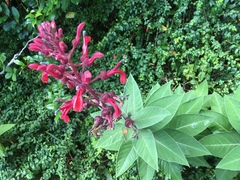 Lobelia tupa