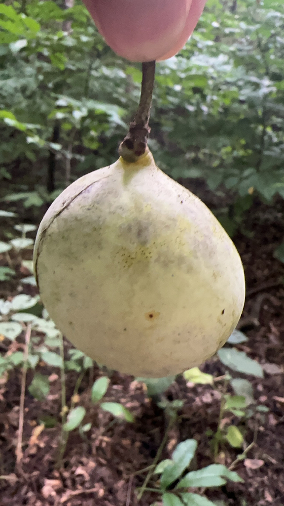 common pawpaw from Nebraska, US on September 22, 2023 at 06:05 PM by ...