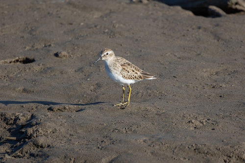 iNaturalist observation photo of Least Sandpiper