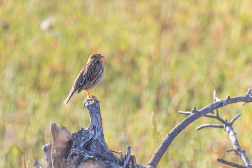 iNaturalist observation photo of Belding's Sparrow