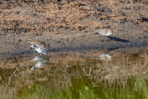 iNaturalist observation photo of Western Sandpiper