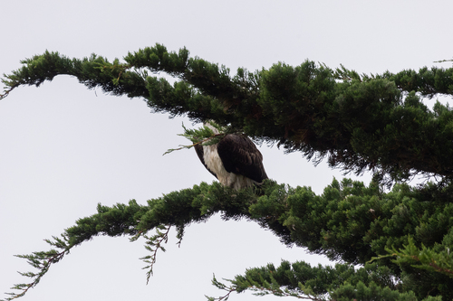 iNaturalist observation photo of Osprey