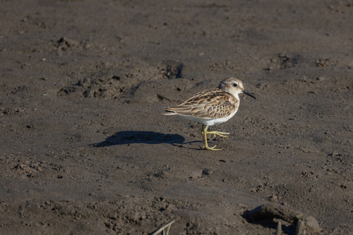 iNaturalist observation photo of Least Sandpiper