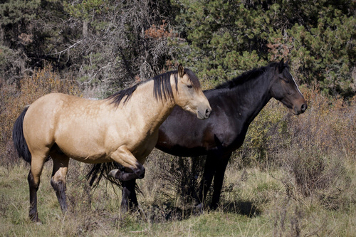 Stallion on the left. Mare on the right. These two wild hors