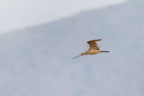 iNaturalist observation photo of Marbled Godwit