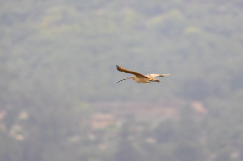 iNaturalist observation photo of Long-billed Curlew