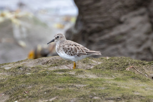 iNaturalist observation photo of Least Sandpiper