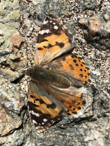 iNaturalist observation photo of Painted Lady