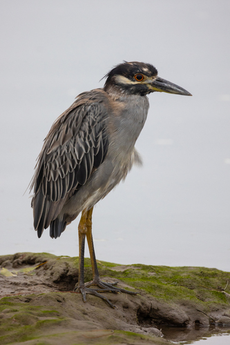 iNaturalist observation photo of Yellow-crowned Night Heron