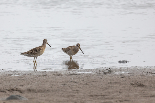 iNaturalist observation photo of Short-billed Dowitcher