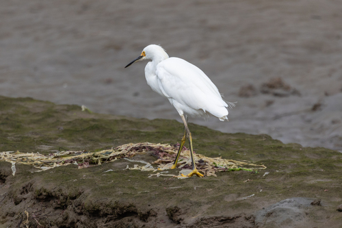 iNaturalist observation photo of Snowy Egret