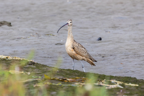 iNaturalist observation photo of Long-billed Curlew