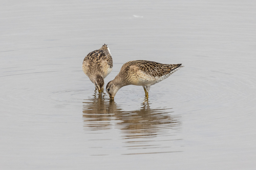 iNaturalist observation photo of Short-billed Dowitcher