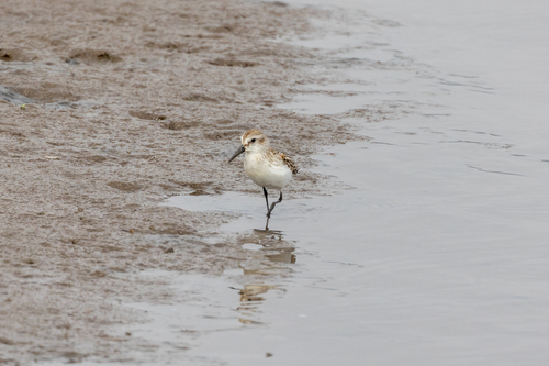 iNaturalist observation photo of Western Sandpiper